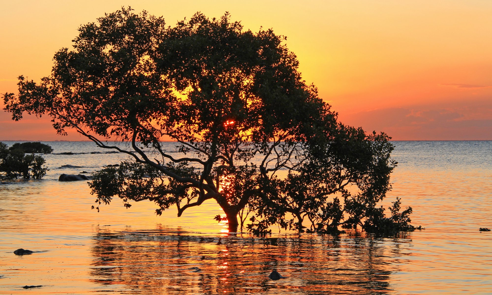 mer arbres coucher de soleil