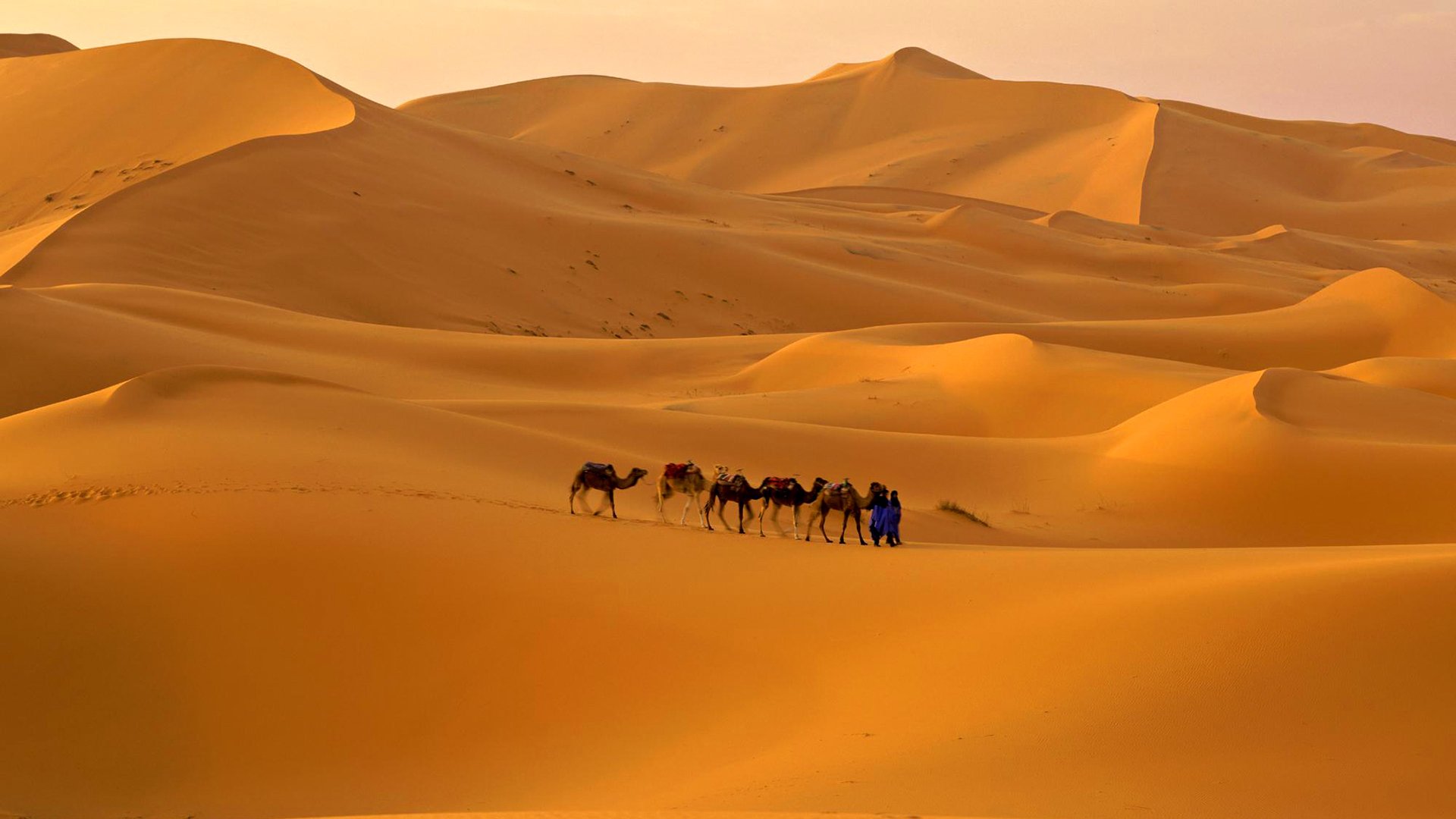 ky desert caravan camel sand dune