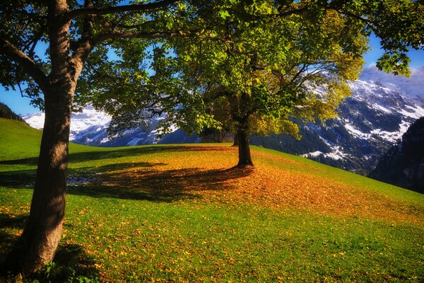 Bäume auf dem Gipfel des Berges