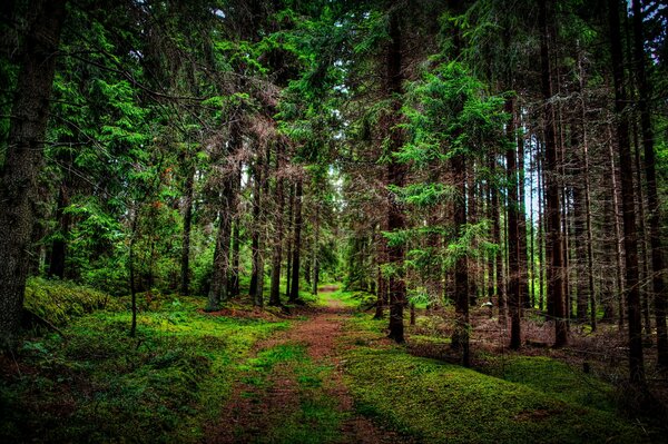 Wald Stille Vögel Gnade