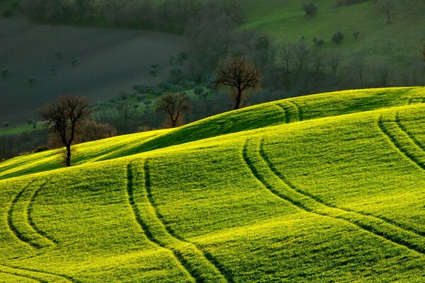 Campo di mattina bellissimo paesaggio