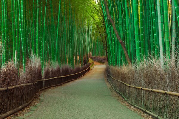 Incroyable route de bambou vert