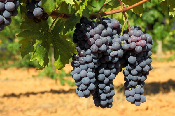 Blue grape bush in the south