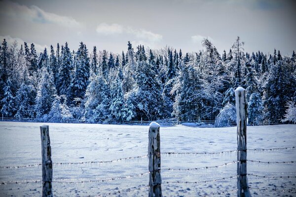 Bosque de abetos de invierno fuera de la ciudad