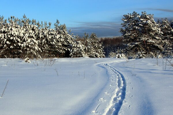 Traces dans la neige blanche profonde menant à la forêt