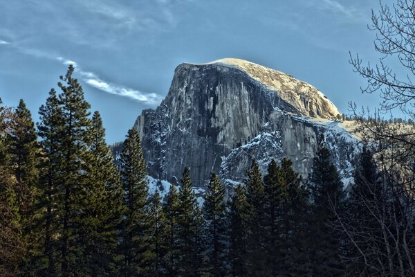 Grands arbres et paysage de montagne