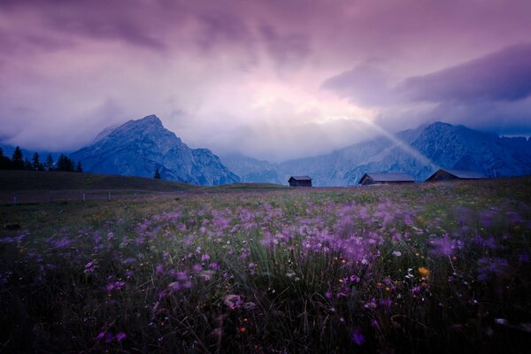 Tramonto lilla in un campo con fiori