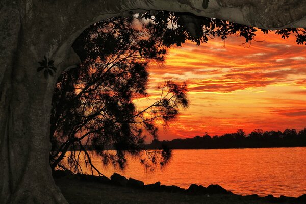 A tree on the background of a red sunset