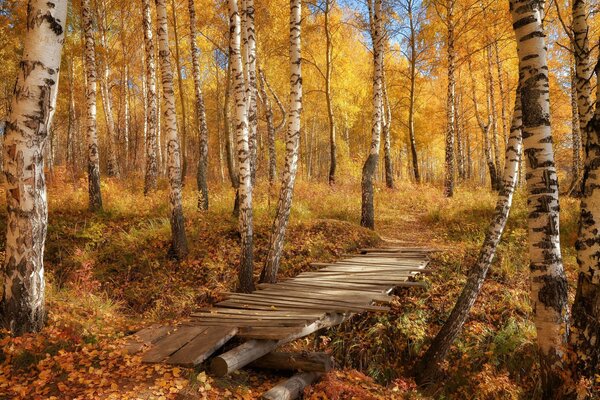 Ponte di legno nella foresta d autunno