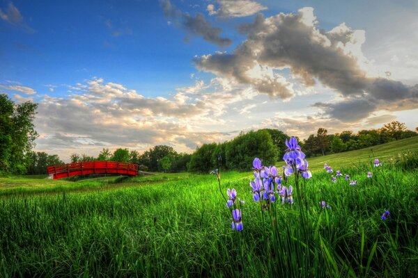 Fleurs violettes sur une Prairie verte