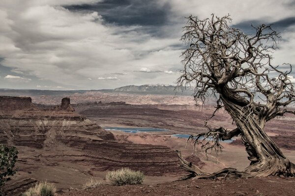 Un arbre sur un fond d oasis fantasmagorique