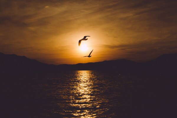 Paesaggio serale tramonto e uccelli