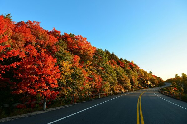 Осенние деревья вдоль дороги