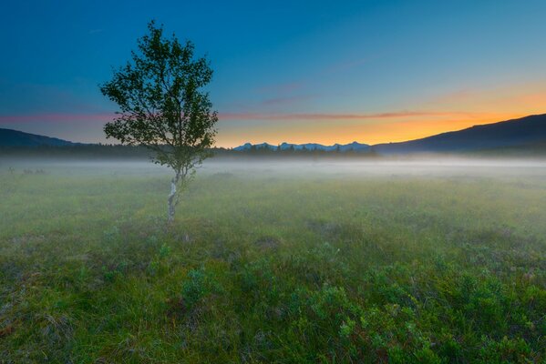 A tree in a field shrouded in fog