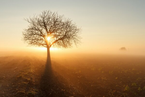 A tree illuminated by the sun, in the middle of a field