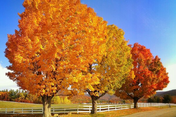 Pinturas de otoño en los árboles y el cielo azul