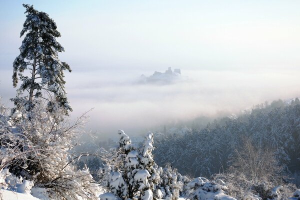 Snow-covered forest covered with fog