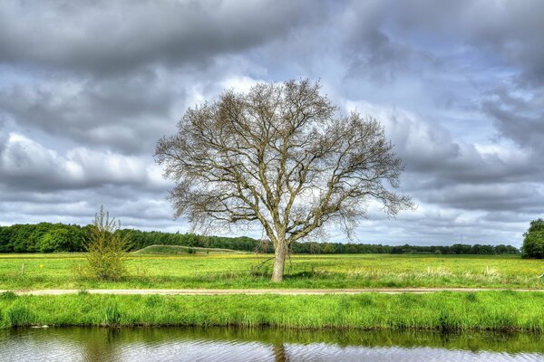 Arbre solitaire au bord de la rivière