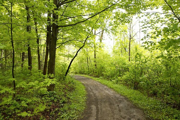 Sonnenlicht unter den Blättern der Bäume im Wald