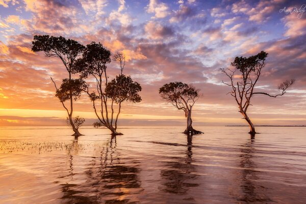 Alberi in acqua con riflessione nebay