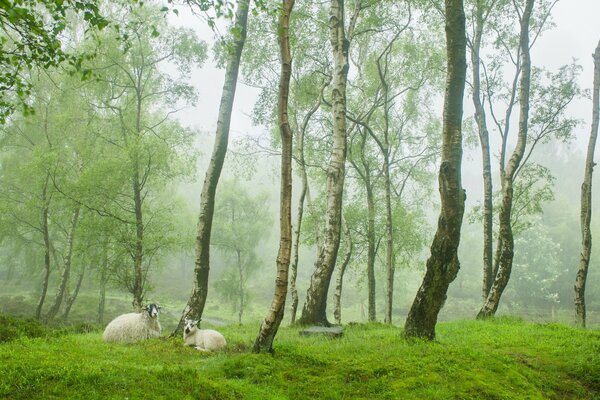 Pecore ai margini della foresta