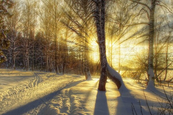 Puesta de sol en el bosque de invierno como un camino hacia el cielo