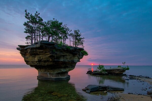 Деревья на скале в море