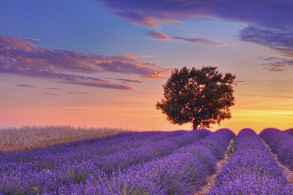 A tree on a lavender field