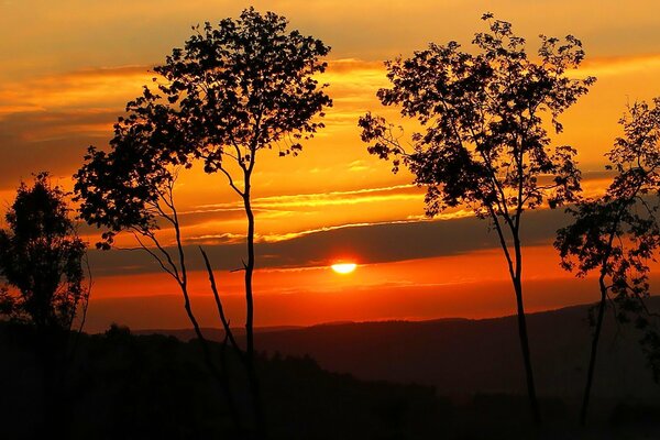 Sagoma di alberi sullo sfondo del tramonto