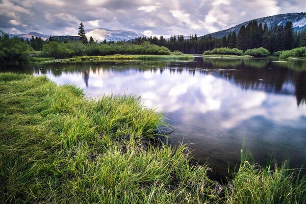 Summer landscape on the lake