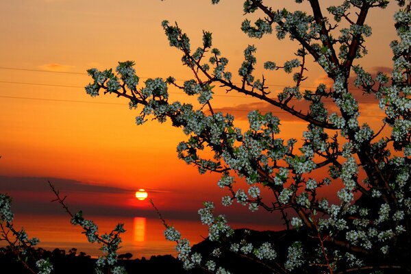 Blühender Baum vor dem Hintergrund eines magischen Sonnenuntergangs