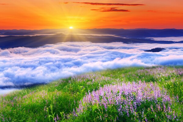 Schöne Sommerlandschaft unter blauem Himmel. Blühender Lavendel