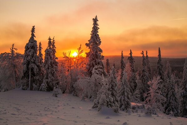 Gli abeti innevati incontrano il tramonto