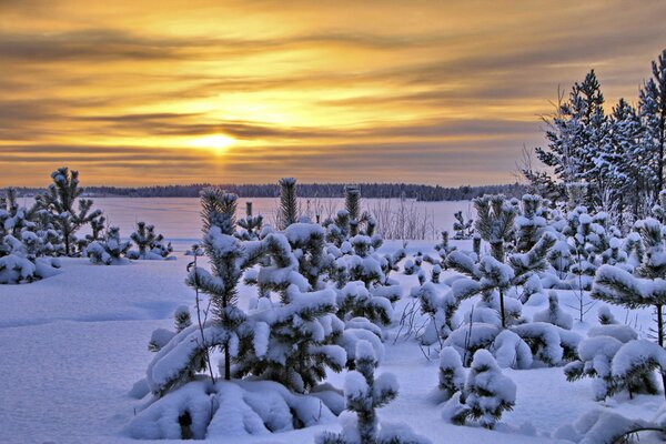 Bäume im Schnee bei Sonnenuntergang Hintergrund