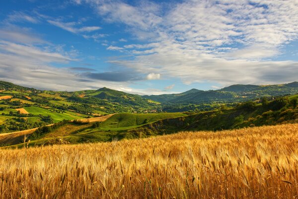 A wheat field among green hills, under a summer azure sky