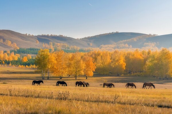 Horses grazing in nature in autumn