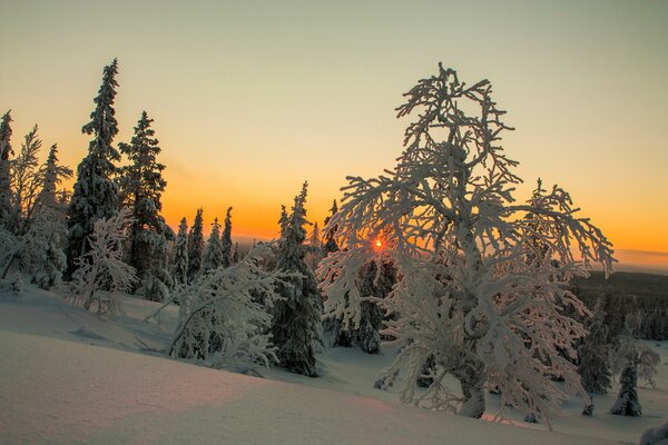 Invierno en Finlandia. Árboles en la nieve