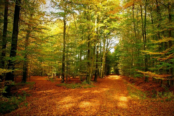 Paisaje de otoño con reflejos del sol