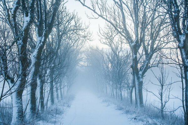 Una strada stretta in una foresta invernale nebbiosa