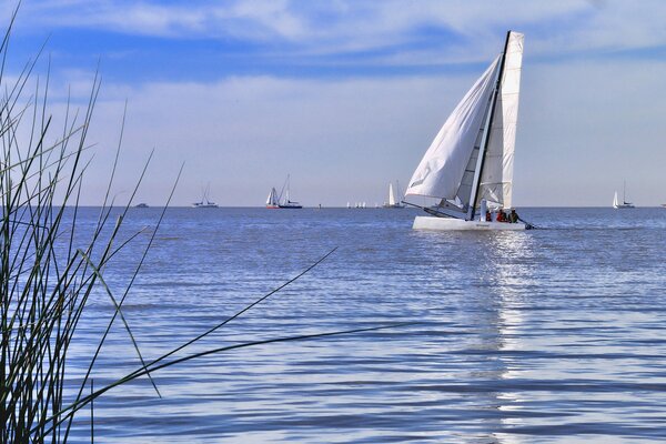 Pequeño velero Regata navegando por el mar