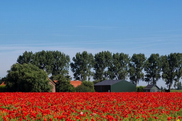 Campo con flores en un día de verano