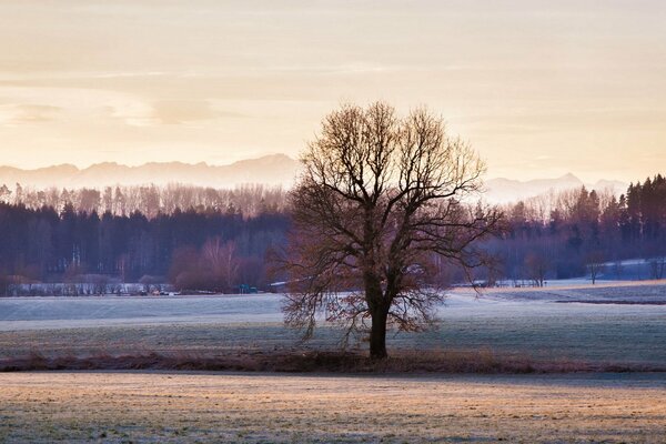 Albero solitario in campo aperto