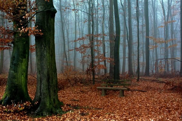 A bright forest in fallen autumn leaves