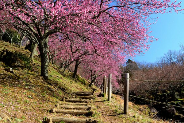 Pente de montagne avec des cerisiers en fleurs