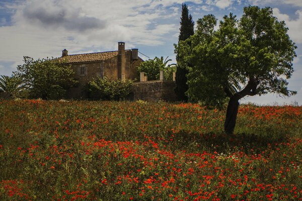 Jardin avec des coquelicots près de la maison en Espagne