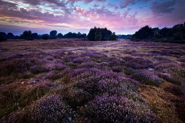 Carpet of lavender flowers