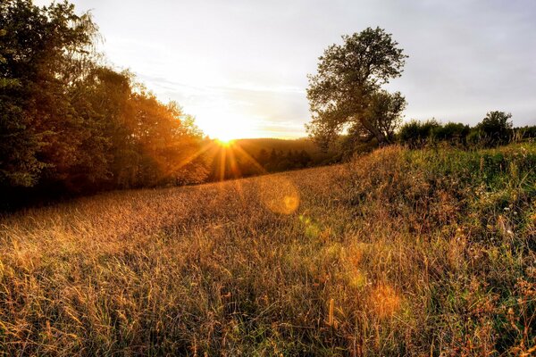 The rays of the setting sun illuminate the reddish grass