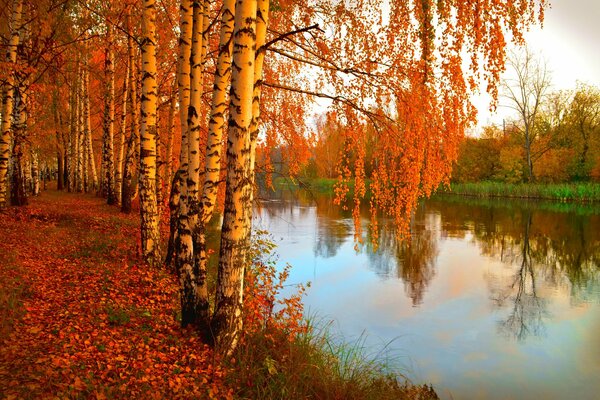 Hermosa naturaleza en el fondo del río