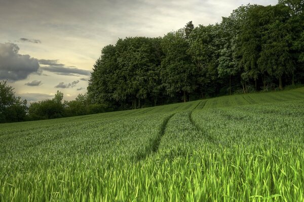 Champ vert en été . Nature