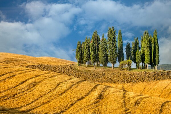 Landscape trees in a field of wheat